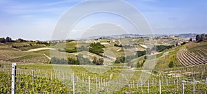 Aerial view of the vineyards of Langhe, Piedmont.