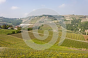 Aerial view of the vineyards of Langhe, Piedmont.