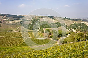 Aerial view of the vineyards of Langhe, Piedmont.