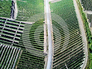 Aerial View of vineyards at MayschoÃŸ, Moselle region, Germany