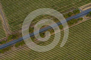 Aerial view of vineyards at McLaren Vale in Australia