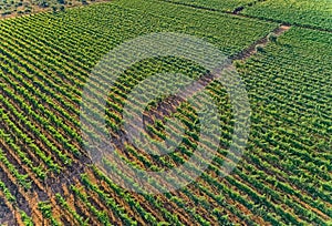 Aerial view of the vineyards in Oklaj, in Croatia