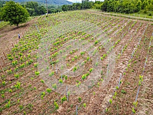 Aerial view of vineyards with traditional Bulgarian grape varieties like gamza, pamid and dimyat near Veliko Tarnovo, central nort