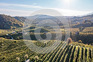 Aerial view of Vineyards in Valdobbiadene, Veneto, Italy