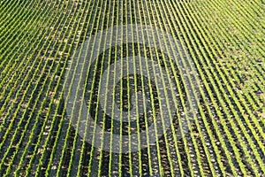 Aerial view of the viticulture in Rheinhessen photo