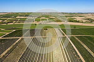 Aerial view of the viticulture in Rheinhessen photo