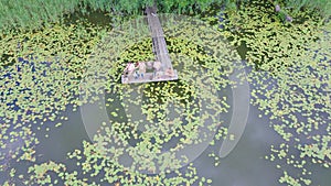 Aerial view of water lilies in a black watered lake seen from above. Several men fishing from the pier