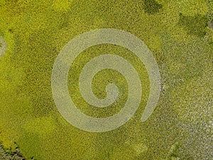 Aerial view of water lilies seen from above. Background of aquatic plants. Lake Scutari, Skadar National Park Montenegro