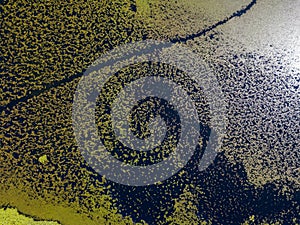 Aerial view of water lilies seen from above. Background of aquatic plants. Lake Scutari, Skadar National Park Montenegro