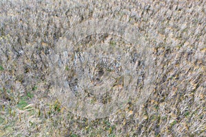 Aerial View of Wetland Forest in Columbia River Gorge