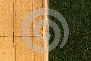 Aerial view of wheat and corn field from drone pov