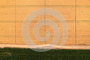 Aerial view of wheat and corn field from drone pov