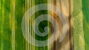 Aerial view of wheat fields and crops in the summer with tractor on work photo