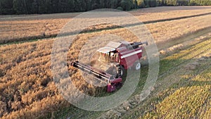 Aerial view of wheat harvest, Combine makes a summer harvest of grain. Wheat harvesting by agricultural machinery on