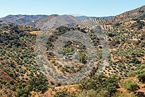 Aerial view of white houses and olive trees in Andalucian landscape, Spain