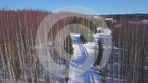 Aerial view of a wide snow covered path among bald grove of birch trees and rare green spruces. Clip. Winter natural