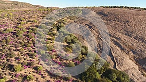 Aerial view of wild flowers - South Africa