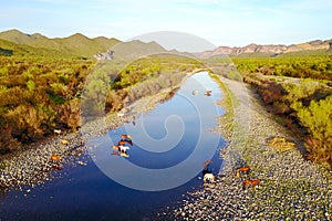 Aerial View of Wild Mustang Horses in Salt River, Arizona