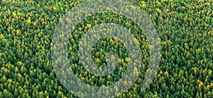 Aerial view of wild spruce-fir forest in summer