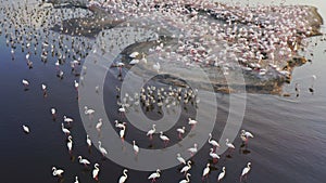 Aerial view of wildlife of Tanzania. Drone flying over pink flamingo