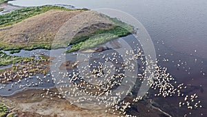 Aerial view of wildlife of Tanzania. Drone flying over pink flamingo birds