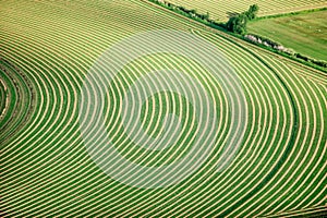 An aerial view of wind rowed alfalfa hay, during hay Harvest