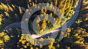 Aerial view of a winding forest road among pine trees in the Julian Alps