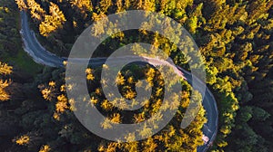 Aerial view of a winding forest road among pine trees in the Julian Alps