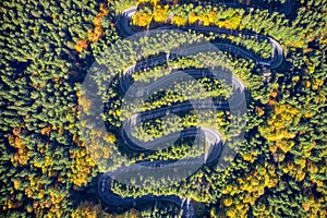 Aerial view of a winding mountain road passing through a fir trees forest. Autumn colors