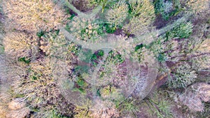 Aerial View of a Winding Path Through Autumn Forest