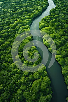 Aerial view of a winding river cutting through a dense, lush green forest