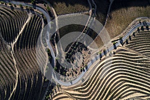 Aerial view of a winding road along the vineyards in the hills of the douro valley