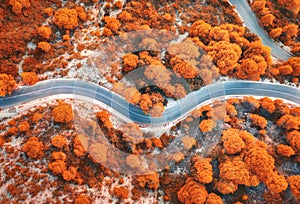 Aerial view of winding road in beautiful red forest in autumn