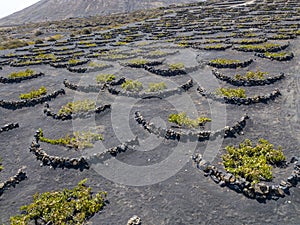 Aerial view of the wine cultivations on the volcanic soils of the island of Lanzarote. Canary Islands, Spain. Wine production photo