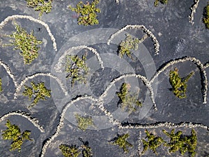 Aerial view of the wine cultivations on the volcanic soils of the island of Lanzarote. Canary Islands, Spain. Wine production photo