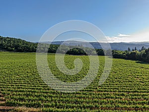 Aerial view of wine vineyard in Napa Valley