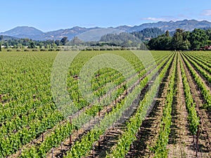 Aerial view of wine vineyard in Napa Valley