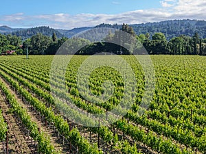 Aerial view of wine vineyard in Napa Valley