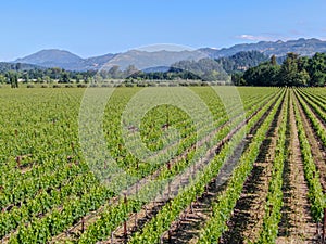 Aerial view of wine vineyard in Napa Valley