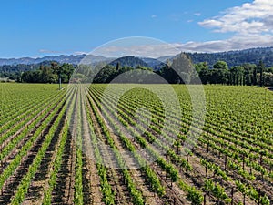 Aerial view of wine vineyard in Napa Valley