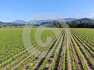 Aerial view of wine vineyard in Napa Valley