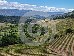 Aerial view of wine vineyard in Napa Valley