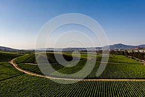 Aerial view of vineyard at Casablanca, Chile photo