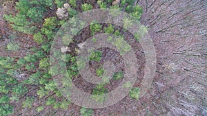 Aerial view of winter / autumn forest. drone photography. View above forest of coniferous pine and deciduous oak.