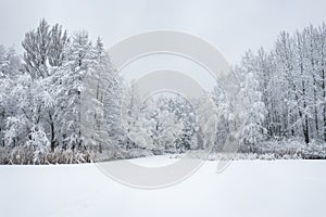 Aerial view of winter beautiful landscape with trees covered with hoarfrost and snow. Winter scenery from above. Landscape photo