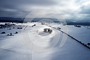 Aerial view of a winter curved road covered with snow. A snowy plateau with single trees captured from above with a