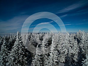 Aerial view of winter forest
