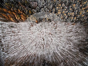 Aerial view of winter forest