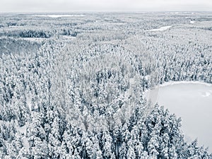 Aerial View of Winter Forest Covered in Snow