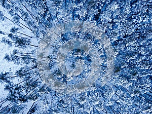 Aerial view of a winter forest covered with snow